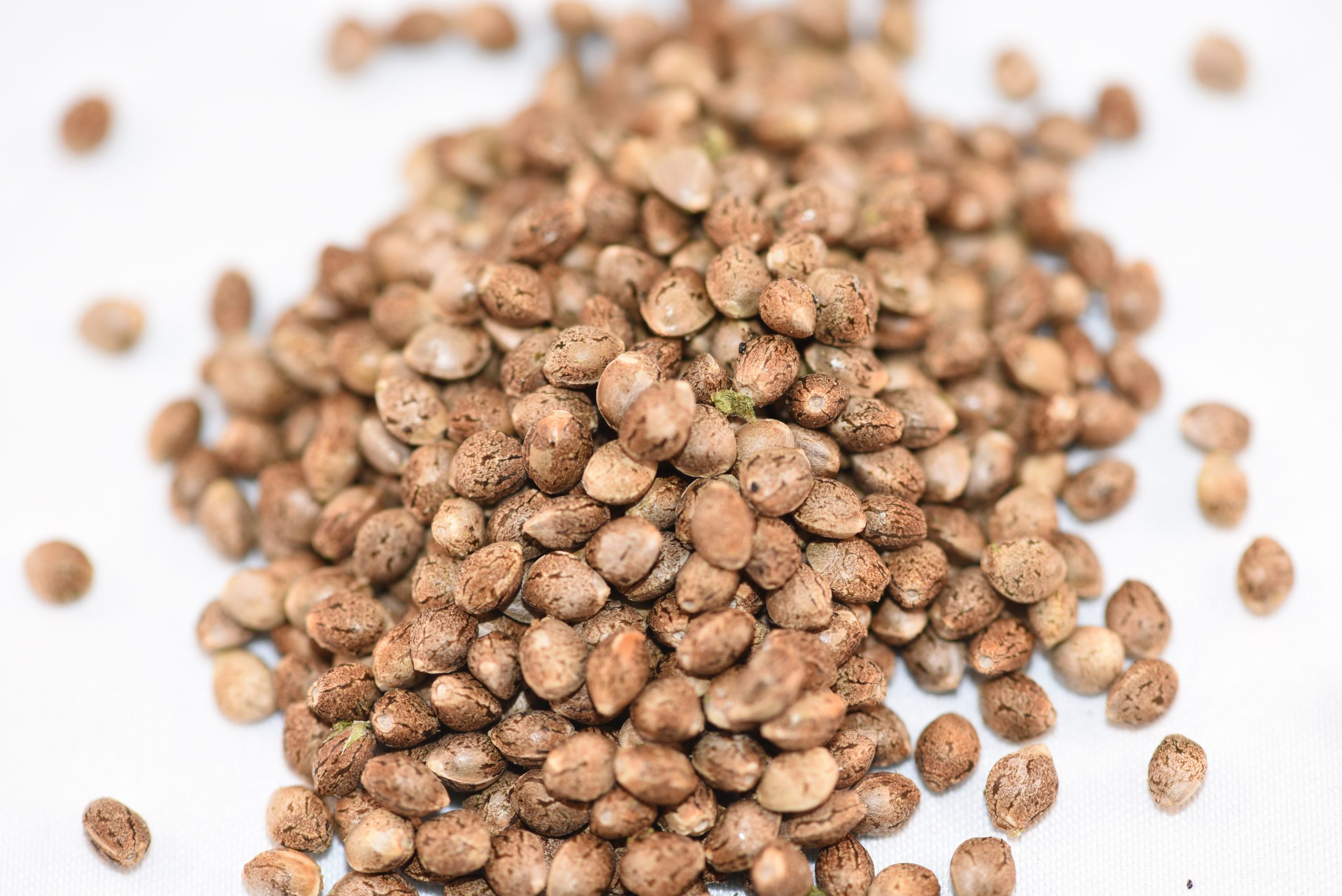 Jax Genetics : JAX TROPICAL THUNDER - 4 SEEDS (4Each)
