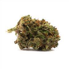 HOUSEPLANT : HOUSEPLANT HYBRID