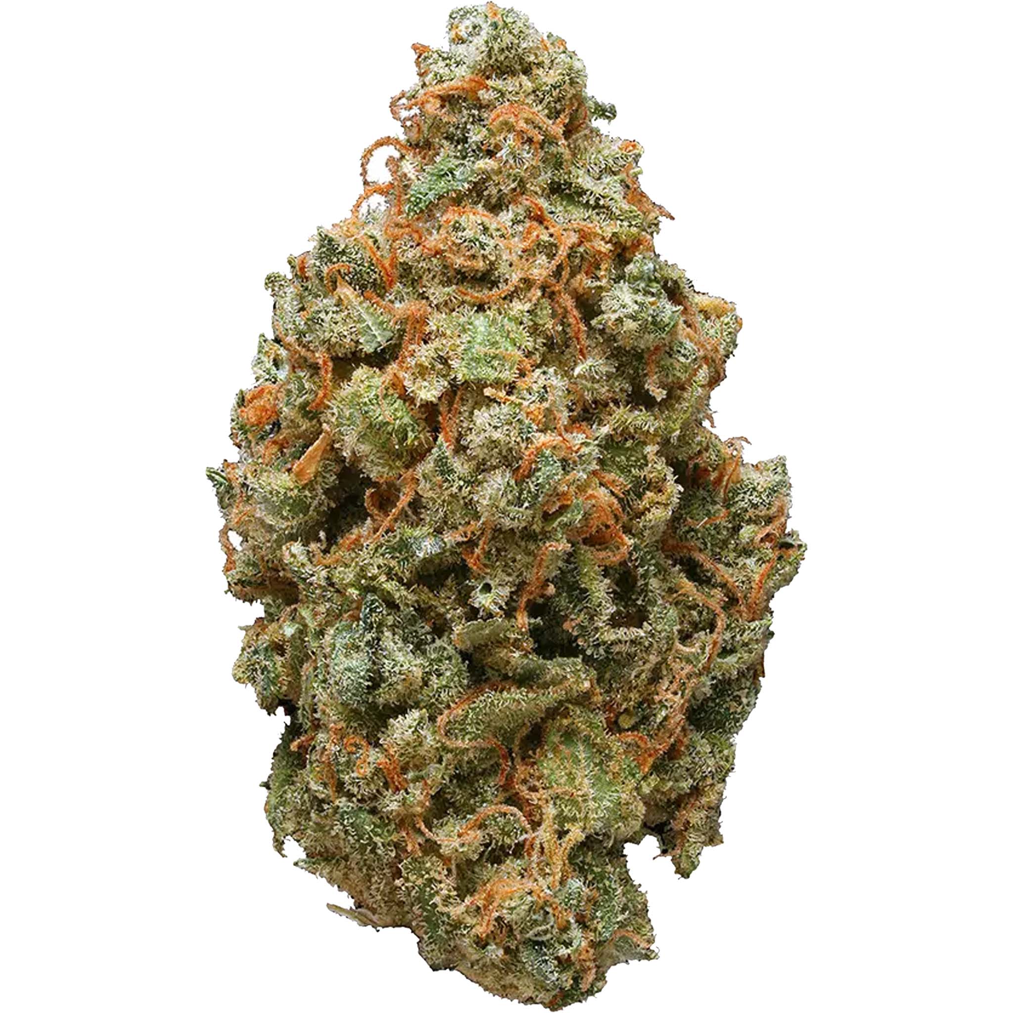 ABBaMedix : WHITE SHARK