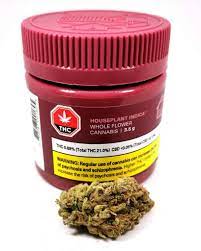 HOUSEPLANT : HOUSEPLANT INDICA