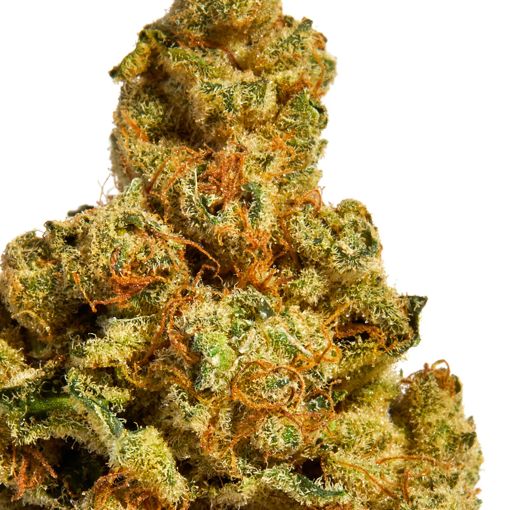 Royal High : GREAT WHITE SHARK