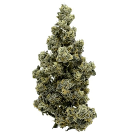 STONEHOUSE : GELATO 41 X ANIMAL MINTZ BX1