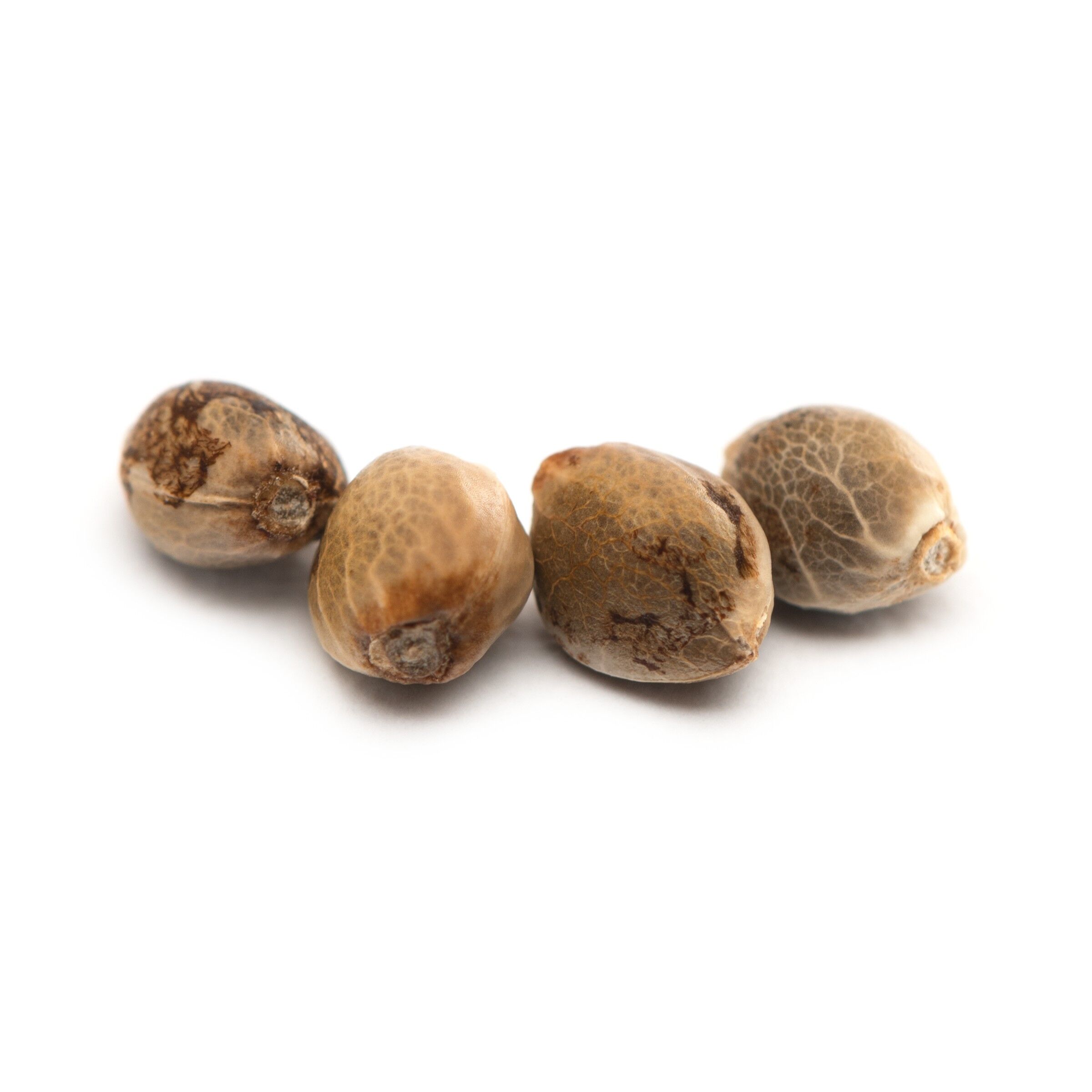 Tweed : BAKERSTREET SEEDS (4)