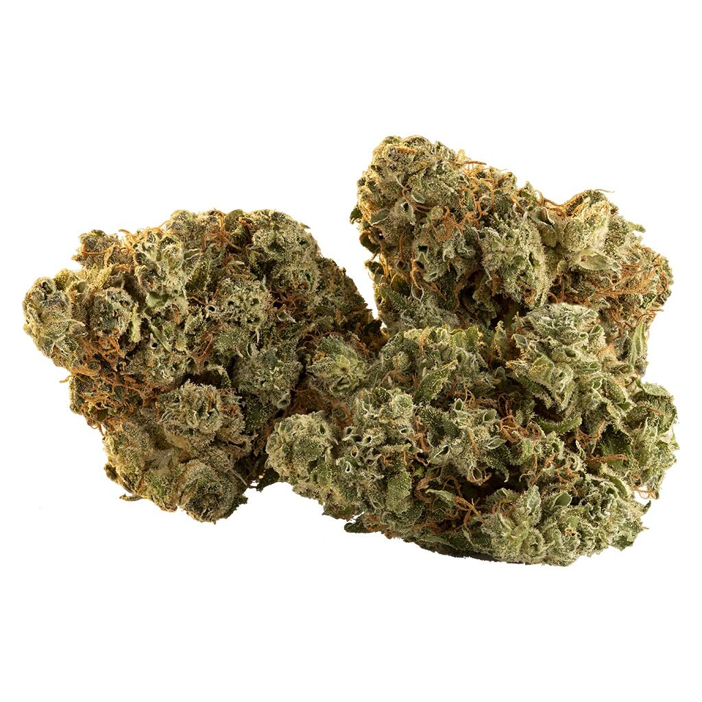 TRAILBLAZER : SPARK BUDS