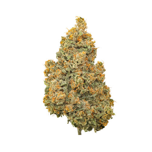 Coast Mountain Cannabis : Bc Organic Lucy In The Sky