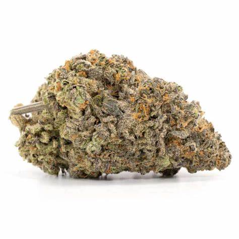 Qwest - Papaya Cake - Hybrid - 1277 - 3.5G