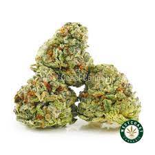 Bc Black - Abby Leaf Blue Octane Smalls - Blueberry Cookies X Jet Fuel Gelato - Indica 7G