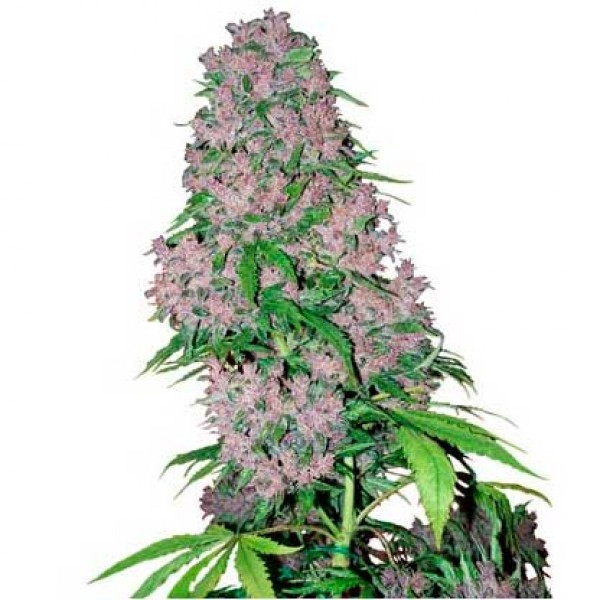 ABBaMedix : PURPLE BUD