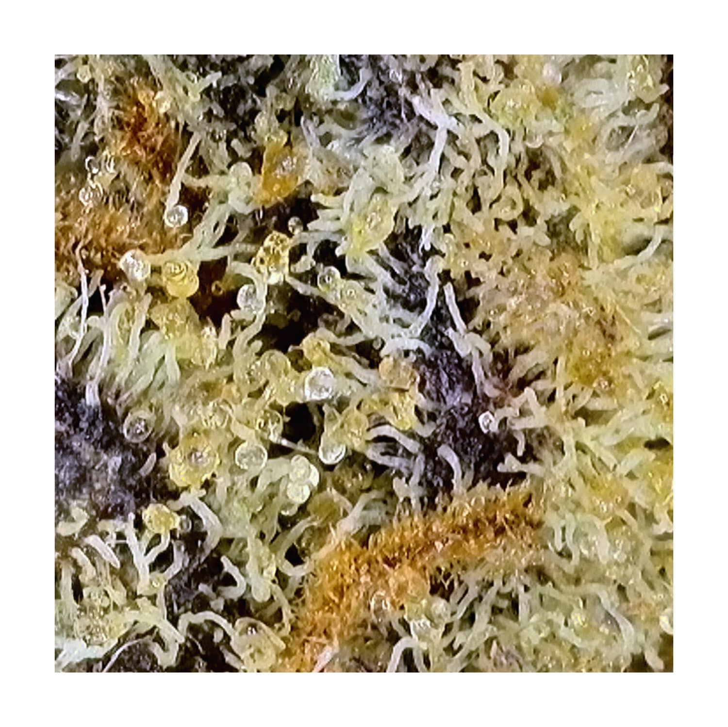 Bc Oz - Pina Colada - 28G