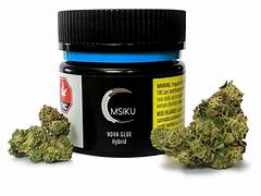 MSIKU : NOVA GLUE