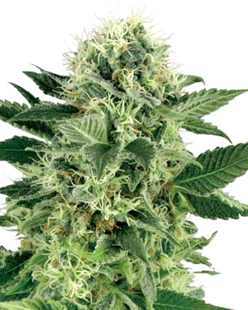 WEED ME : NORTHERN LIGHTS AUTO FLOWERING SEEDS (4Each)