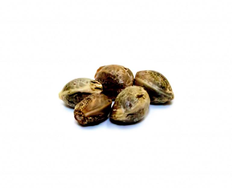 PARKLAND FLOWER : NORTHERN LIGHTS SEEDS (5pk)