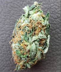 Emerald Health Therapeutics : WHITE RHINO