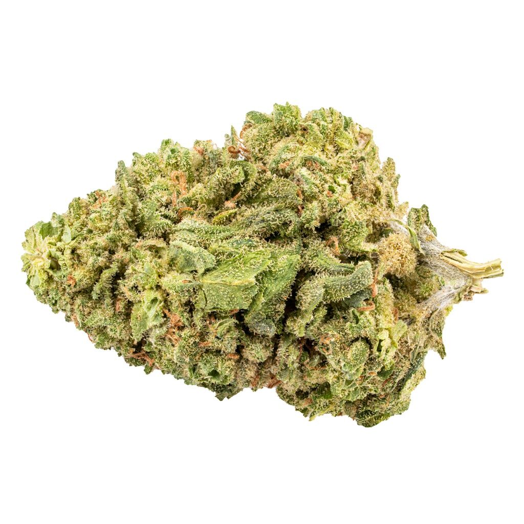 B!NGO : SATIVA!