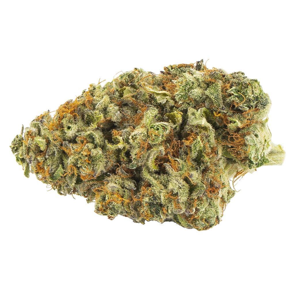 PALMETTO : HEADBAND