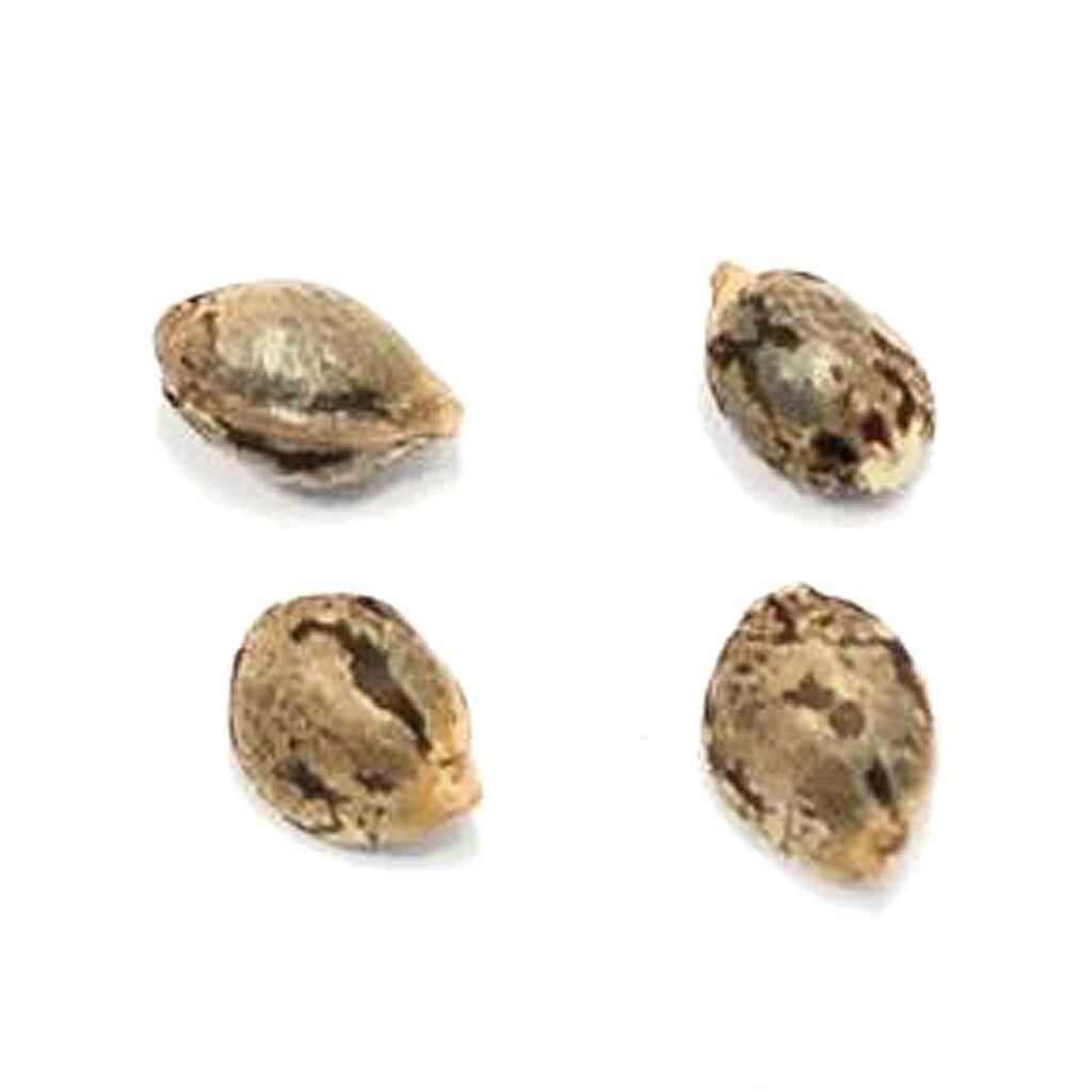 Pristine : LILLOOET LANDRACE - 4 SEEDS (4Each)