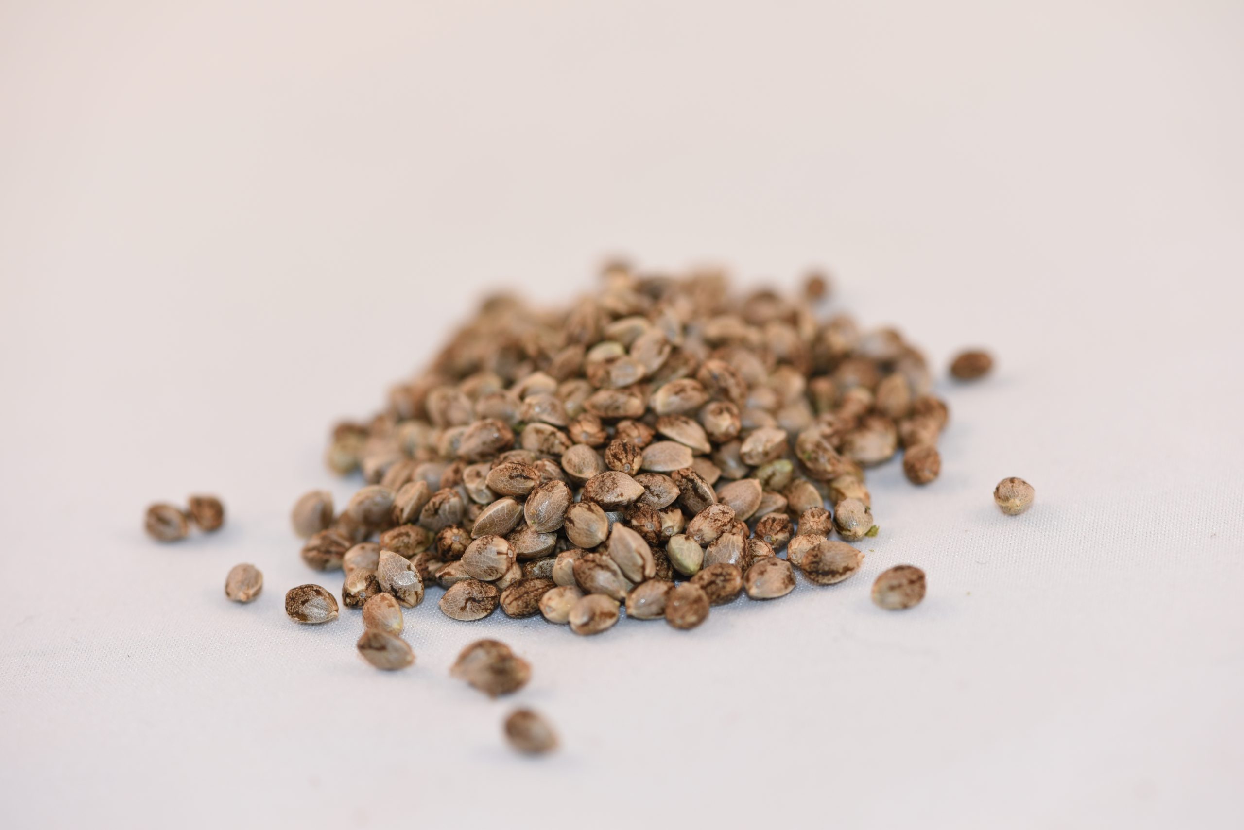 Jax Genetics : JAX HAKUNA - 4 SEEDS (4Each)