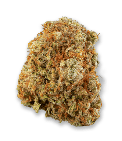 Namaste : SENSI STAR