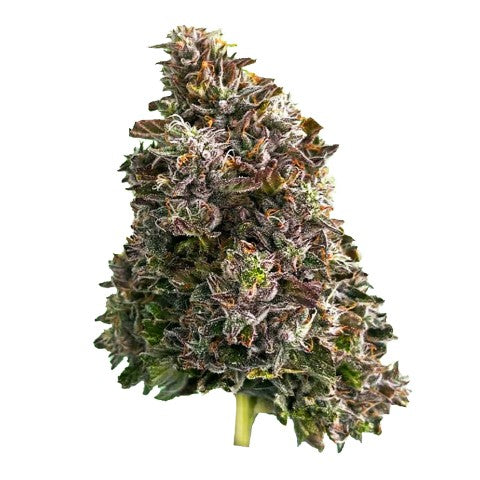 Strain Rec : BAZOOKA