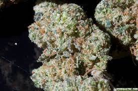 The Quarry : BLUEBERRY X NORTHERN LIGHTS