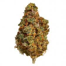 Royal High : MAZAR GREAT WHITE SHARK