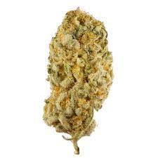 Saturday : JACK HERER