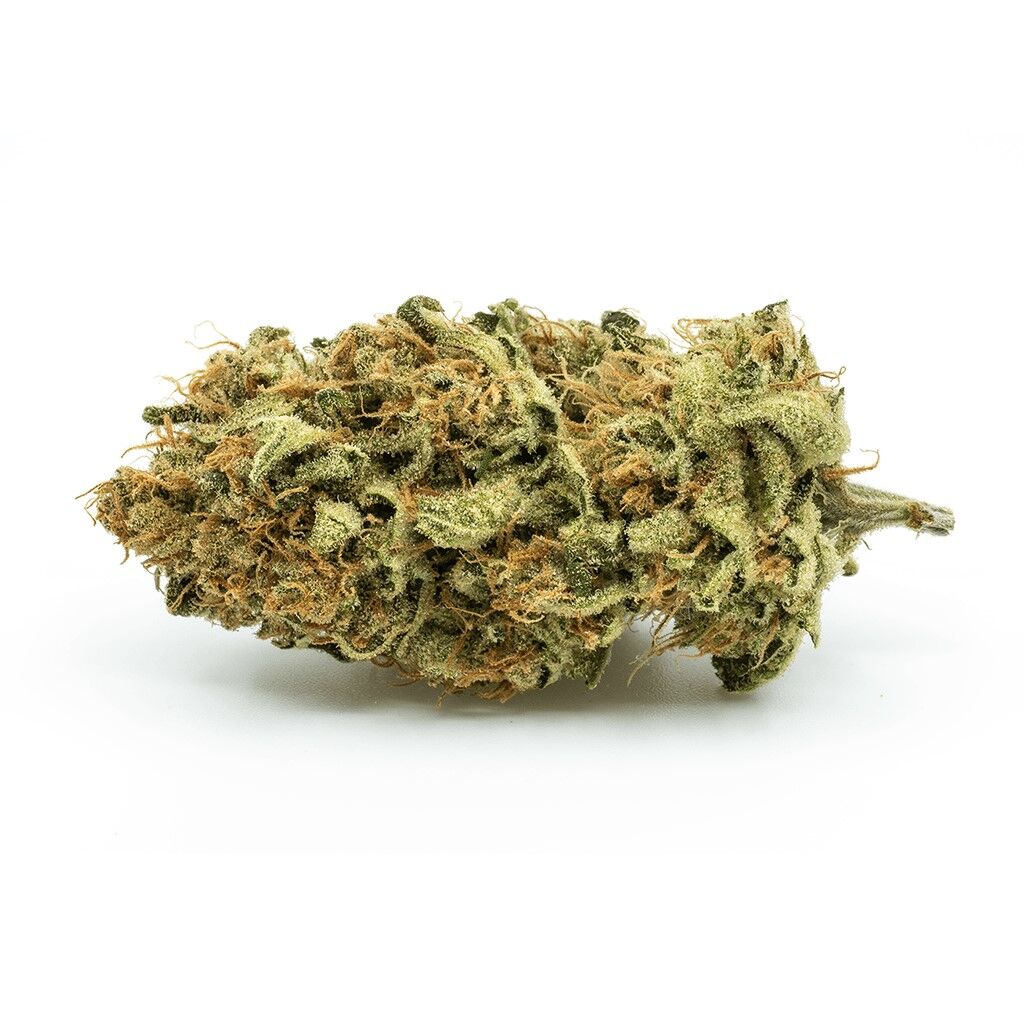 Redecan : MISTLETOKE