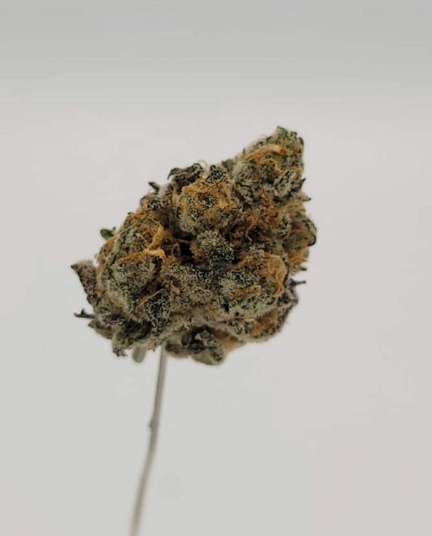 Backwoods Bc Bud - Peanut Butter Breath -  Hybrid 3.5G