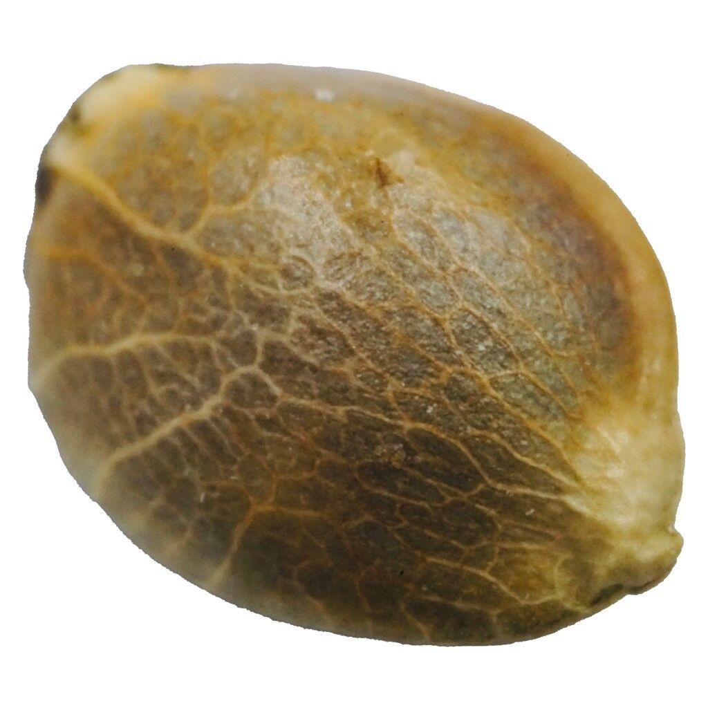 erbaceous : D3NALI (4g)
