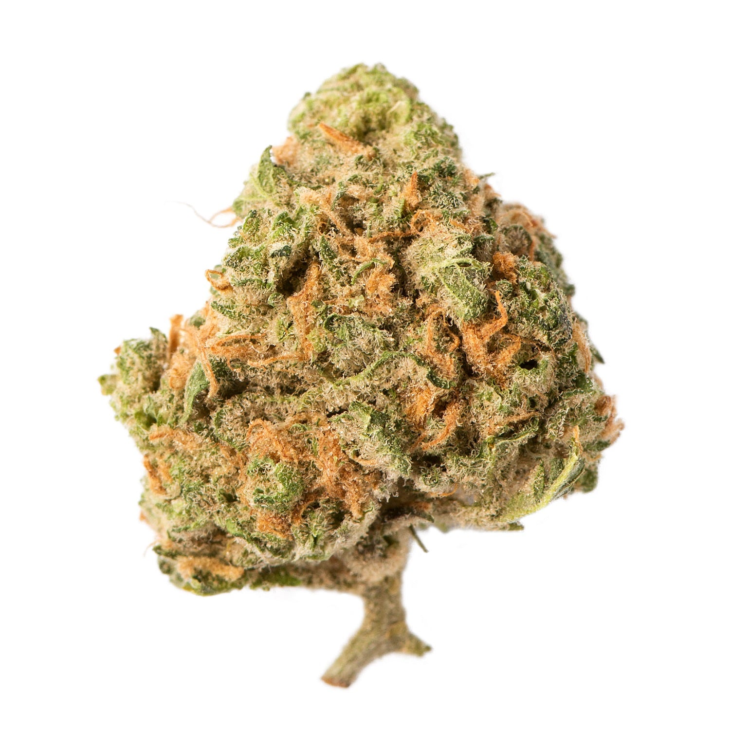 PALMETTO : BLUE DREAM