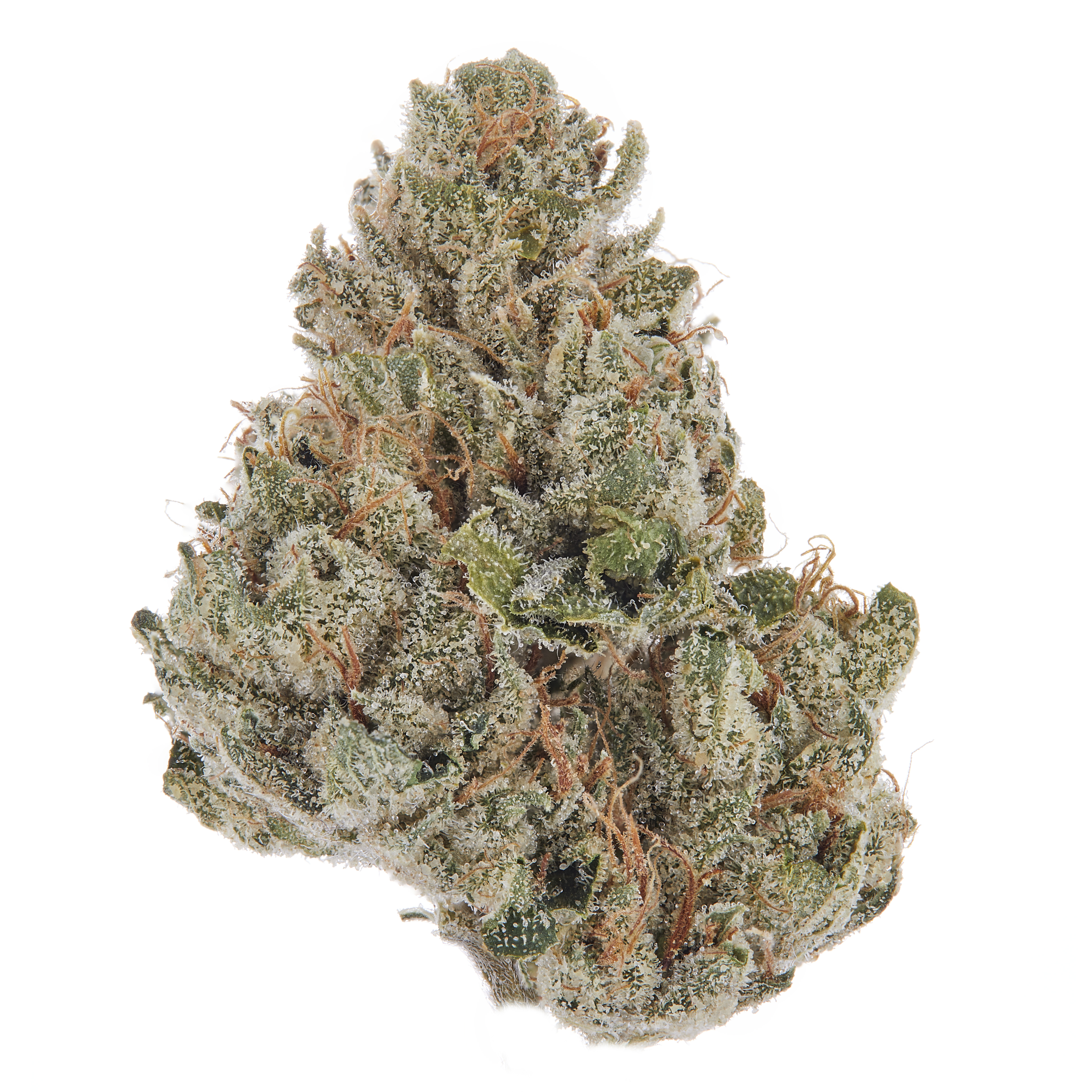 Canna Farms : WHITE WALKER