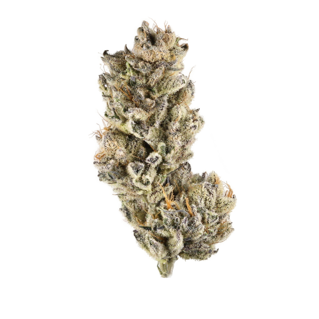 ten-ten : PURPLE PUNCH