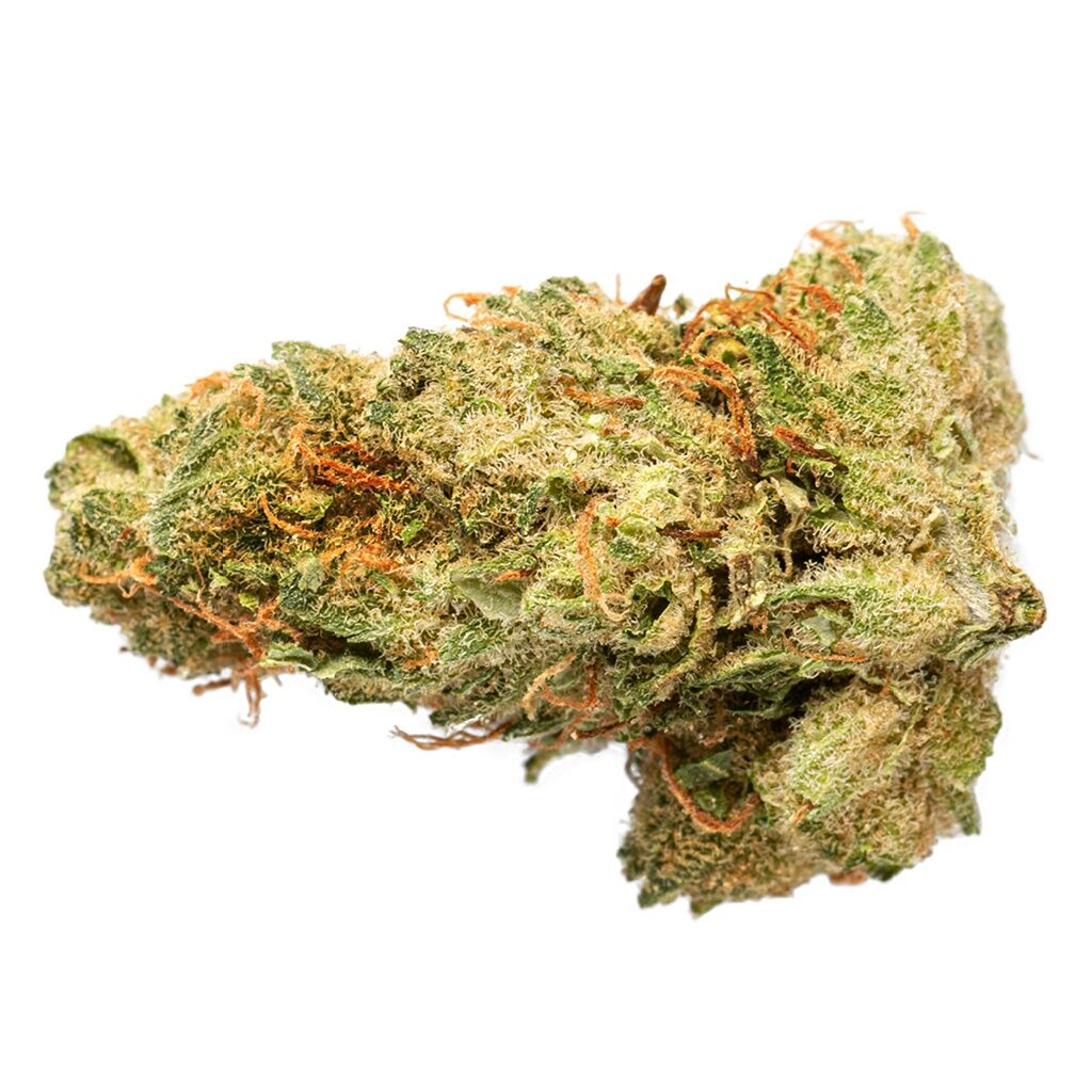 GRASSLANDS : GRASSLANDS SATIVA