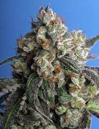 The Quarry : BURMESE KUSH