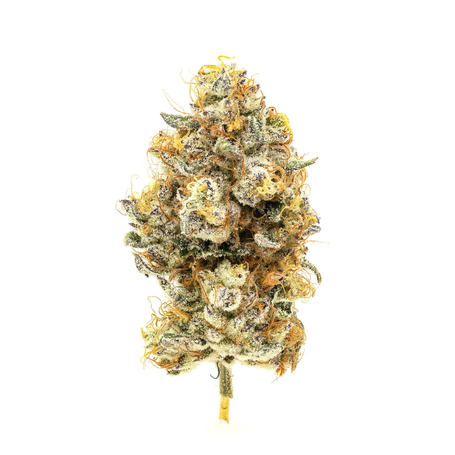 Simply Bare : BC ORGANIC CLEOPATRA