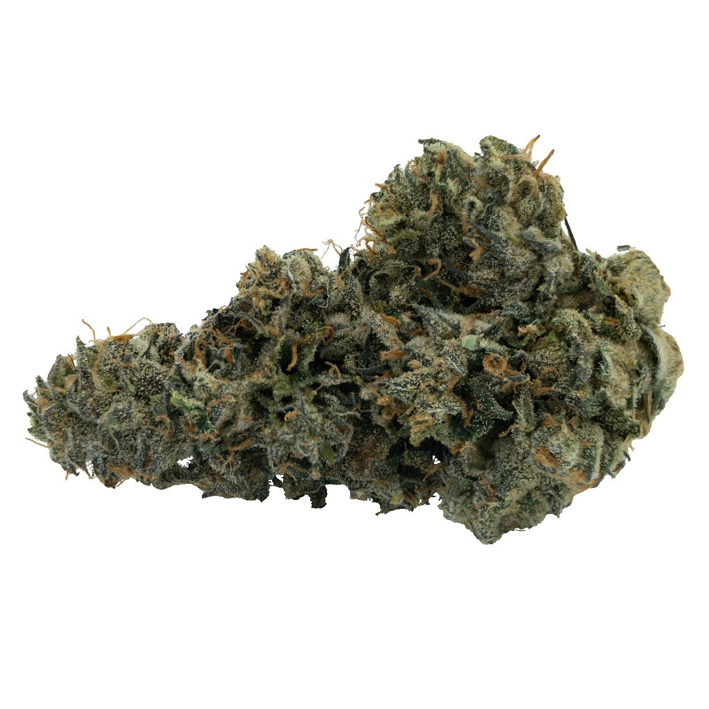CITIZEN STASH : COOKIE PUSS