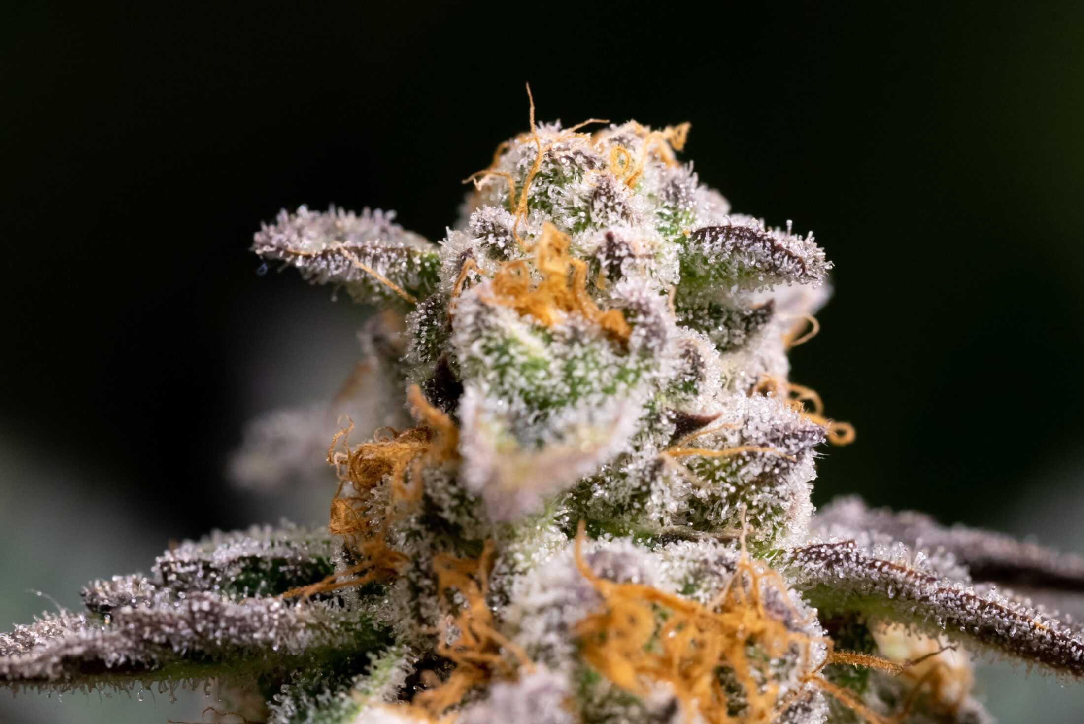 Closeup of cannabis terpenes
