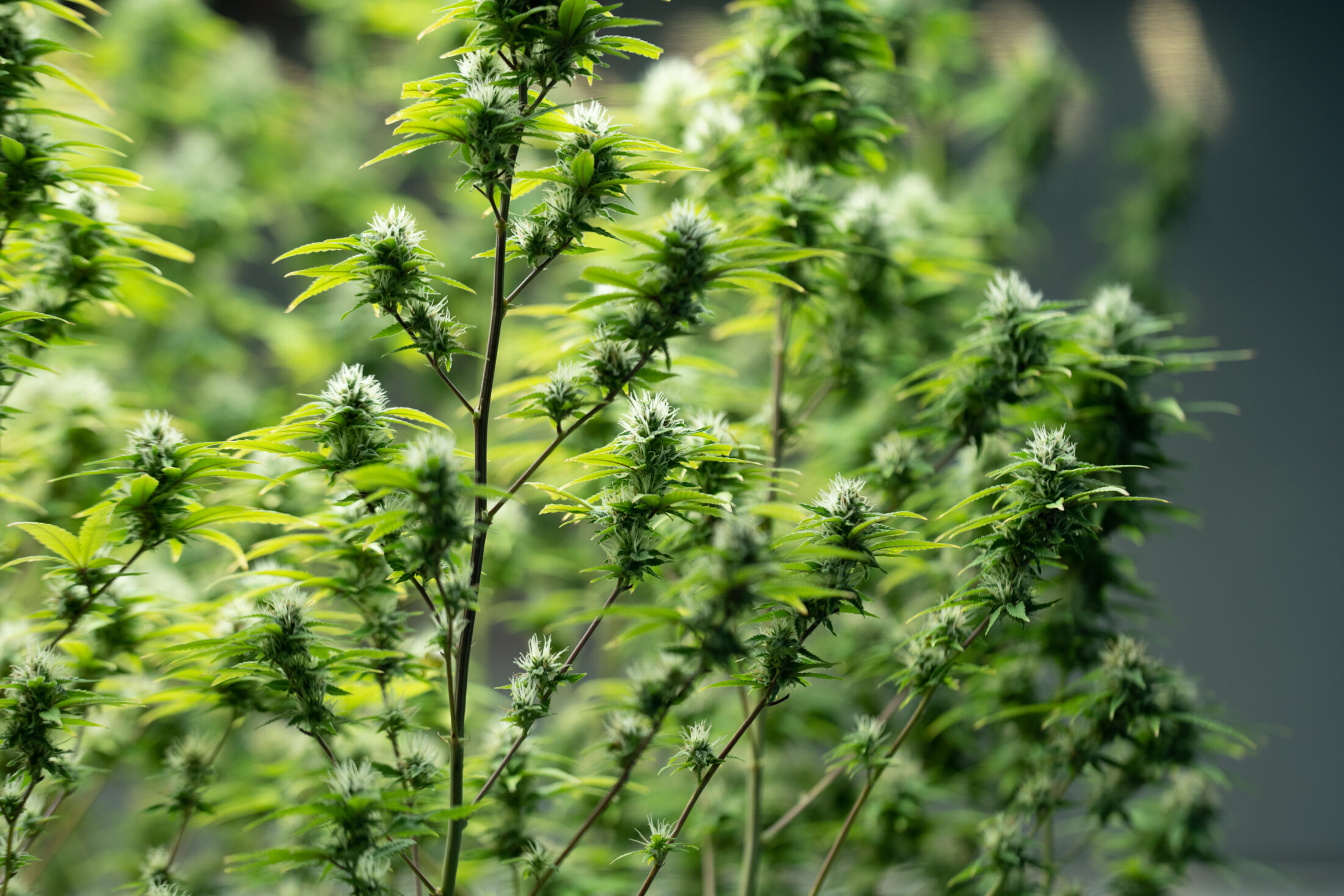 Green house indoor and harvesting of cannabis weed hemp plants cultivation at its finest, marijuana farm laboratory and ganja industry. Beautiful macro and micro shots of green leaf made in ice cream strain