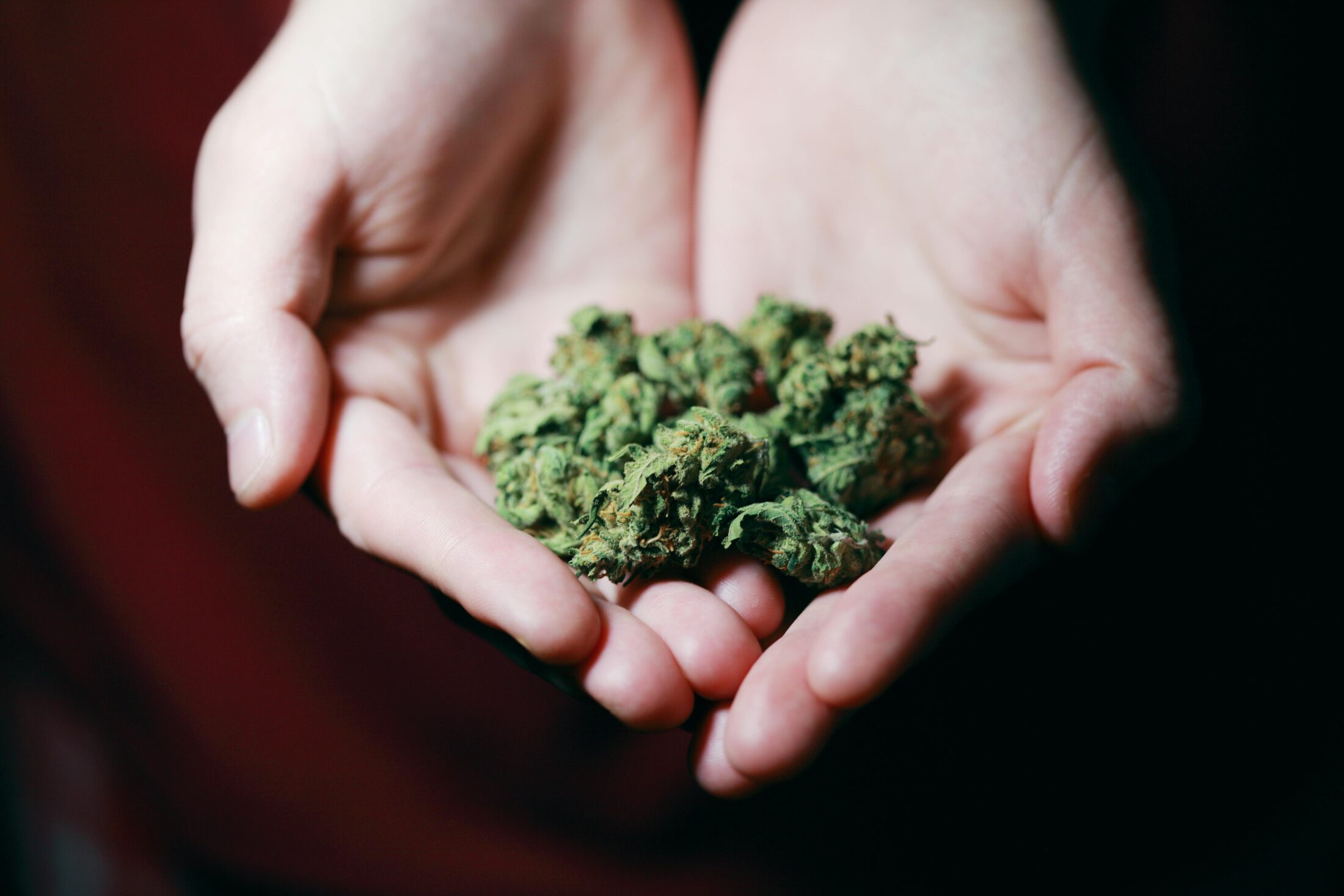 craft cannabis canada weed bud
